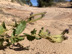 Phacelia integrifolia