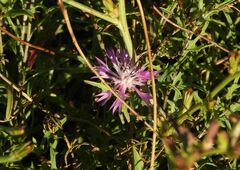 Centaurea aspera