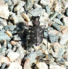 Cicindela tranquebarica