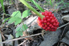 Arisaema dracontium