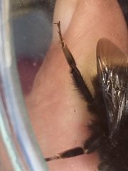 Bombus terrestris canariensis