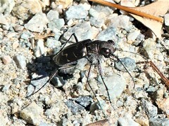Cicindela tranquebarica