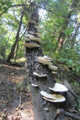 Trametes aesculi