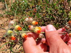 Hermannia althaeifolia