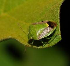 Plautia affinis