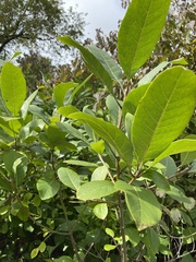 Cotinus obovatus