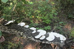 Trametes aesculi