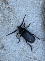 Prionus laticollis