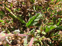 Hermannia althaeifolia