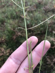 Agalinis obtusifolia