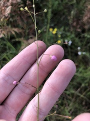 Agalinis obtusifolia