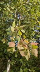 Populus grandidentata