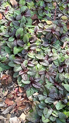 Ajuga reptans