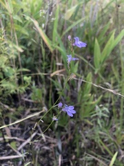Lobelia canbyi
