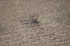 Bradinopyga geminata