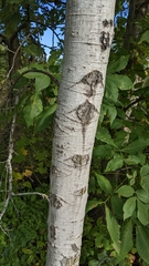 Populus grandidentata