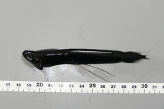 Loosejaw photo 3