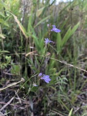 Lobelia canbyi