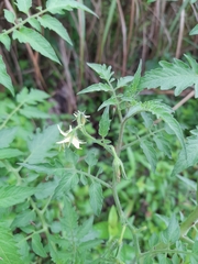 Solanum lycopersicum