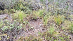 Xerophyllum tenax