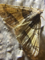 Frederickia hypaethrata