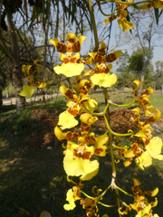 Oncidium sphacelatum