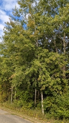 Populus grandidentata
