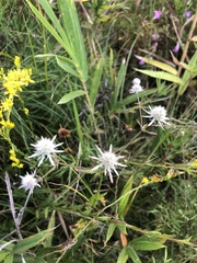 Eryngium integrifolium