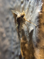 Frederickia hypaethrata