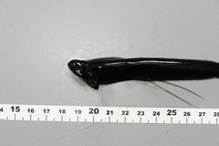 Loosejaw photo 2