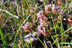 Erica vagans