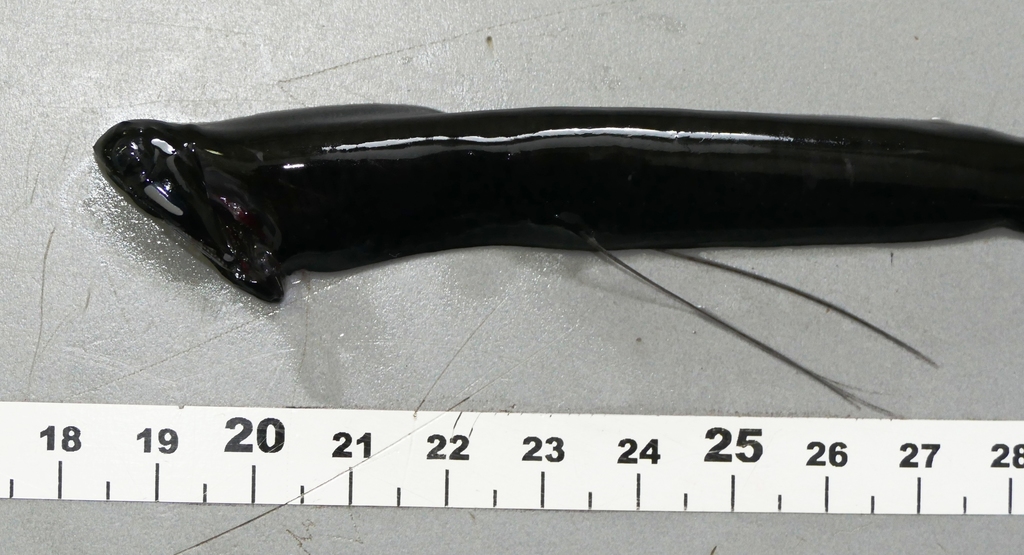 Loosejaw