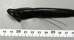 Loosejaw photo 1