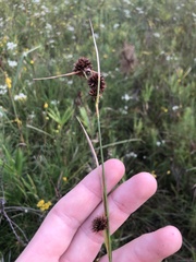 Rhynchospora cephalantha cephalantha