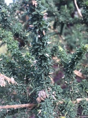 Adenocarpus foliolosus