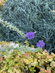 Linaria purpurea