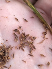 Rhynchospora cephalantha cephalantha