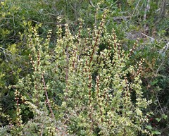 Portulacaria afra