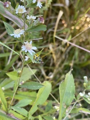 Trirhabda canadensis