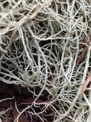 Usnea articulata