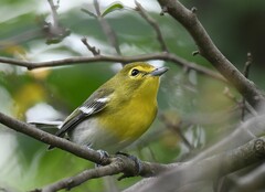 Vireo flavifrons