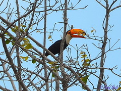 Ramphastos toco
