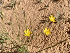 Linum aristatum