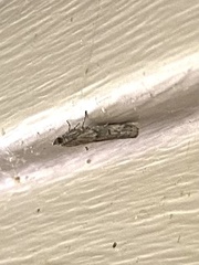 Phycitodes reliquellum