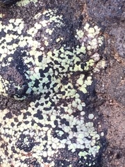 Rhizocarpon petraeum