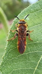 Xanthocampsomeris limosa