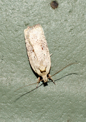 Agonopterix nervosa