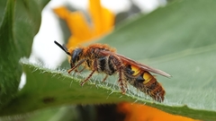 Xanthocampsomeris limosa