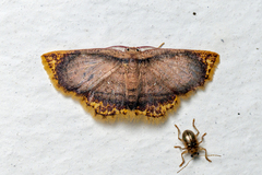 Chrysocraspeda comptaria