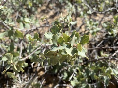 Quercus turbinella